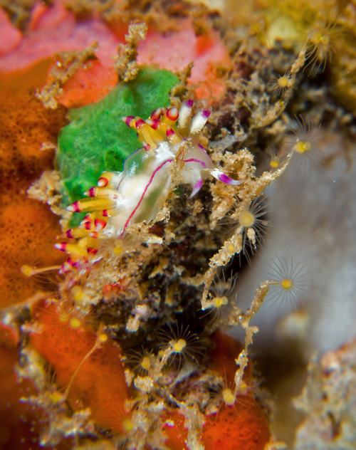 Flabellina sp. #2: feeding