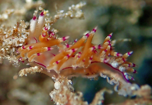 Flabellina sp. #2: laying eggs