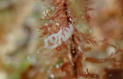 Flabellina sp. #2: completed egg mass