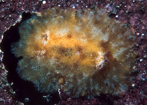 Geitodoris sp. #1