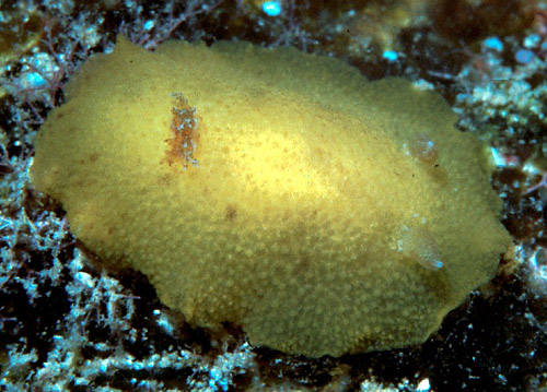 Geitodoris sp. #1: lightly blotched