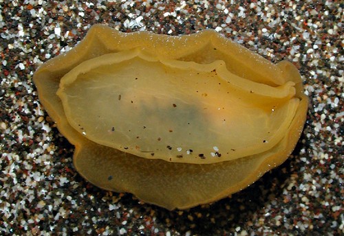 Geitodoris sp. #3: underside