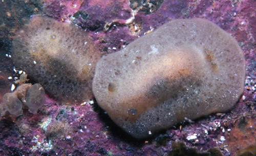 Geitodoris sp. #3: pale