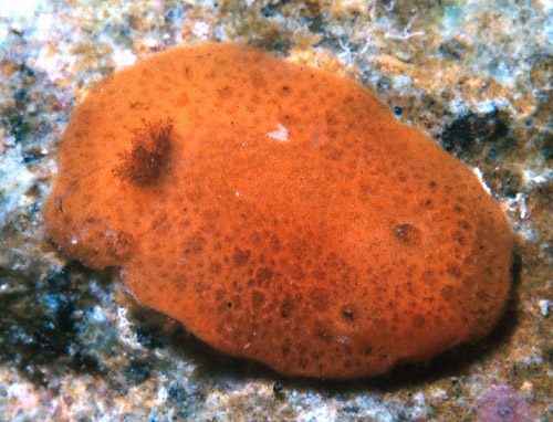 Geitodoris sp. #3: dark