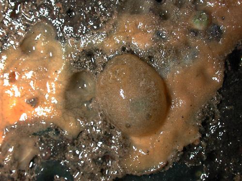 Geitodoris sp. #3: on food sponge