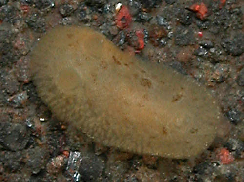 Geitodoris sp. #3: young, 1.8 mm