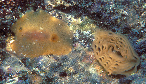 Geitodoris sp. #3: egg mass, in field