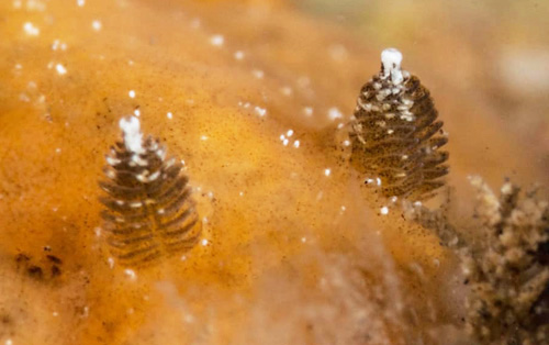 Geitodoris sp. #3: rhinophores