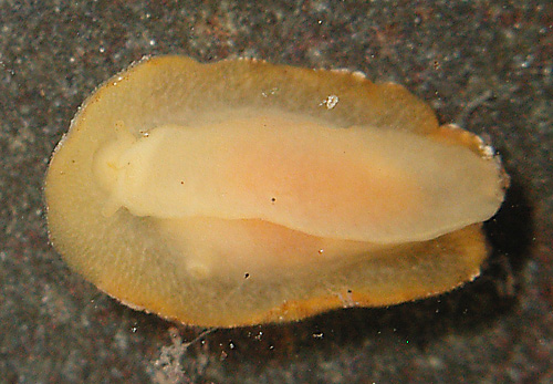 Geitodoris sp. #4: underside