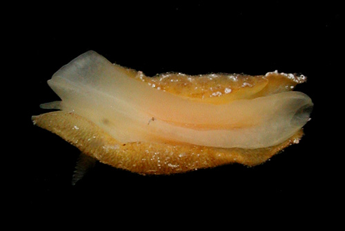 Geitodoris sp. #4: underside