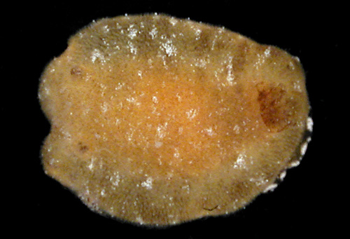 Geitodoris sp. #4: , partially retracted