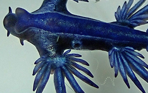 Glaucus atlanticus: laying eggs