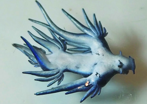 Glaucus atlanticus: notum