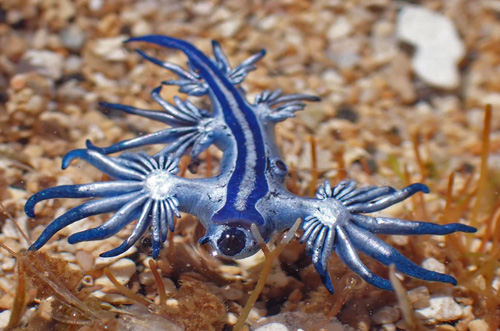 Glaucus atlanticus: pale stripe