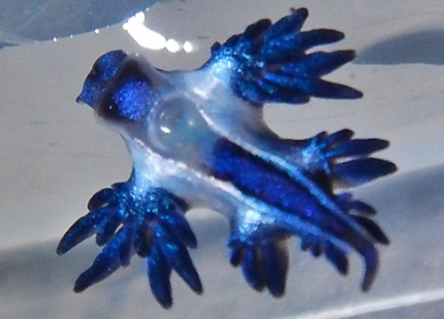 Glaucus mcfarlanei