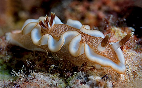 Glossodoris rufomarginata