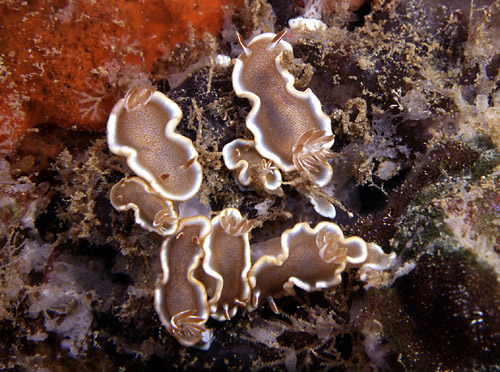 Glossodoris rufomarginata: feeding cluster