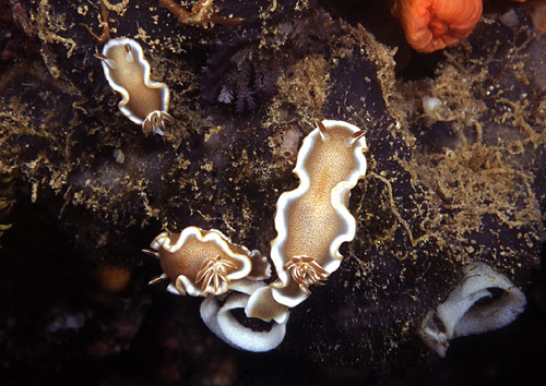 Glossodoris rufomarginata: with egg masses