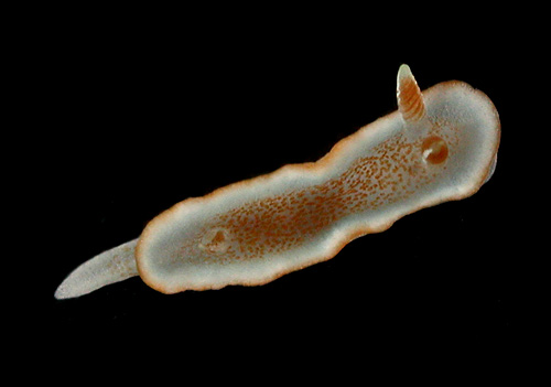 Glossodoris rufomarginata: young