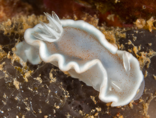 Glossodoris rufomarginata: pale