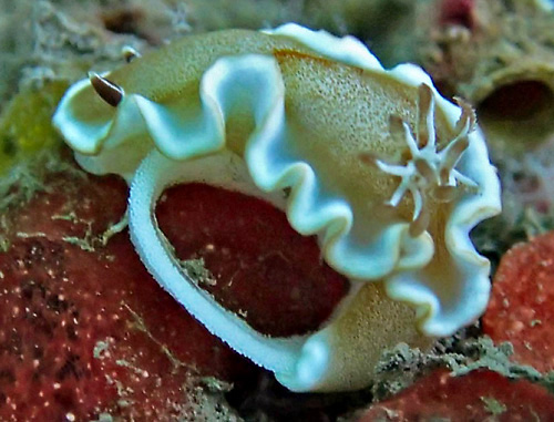 Glossodoris rufomarginata: laying eggs