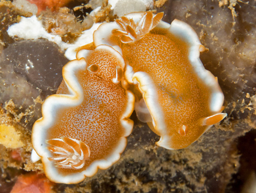 Glossodoris rufomarginata: mating