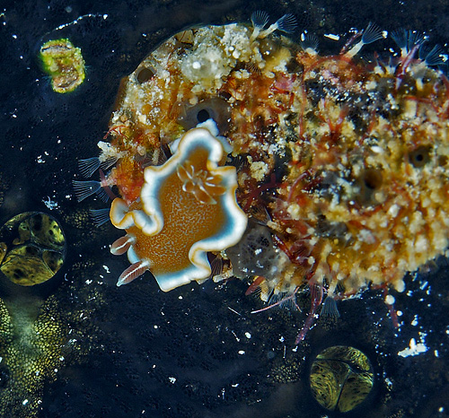 Glossodoris rufomarginata: feeding, detail