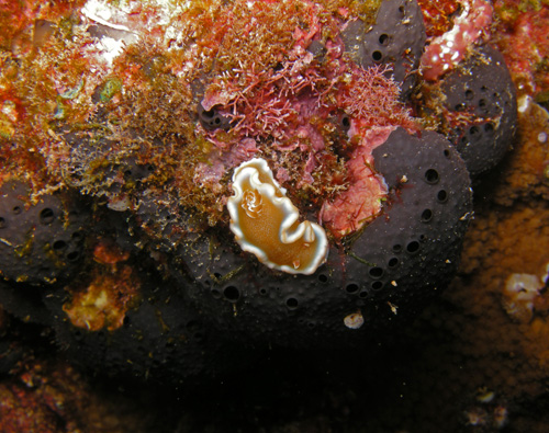 Glossodoris rufomarginata: on intact sponge