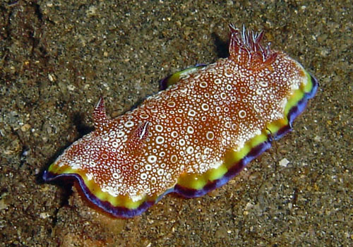 Goniobranchus albopunctatus