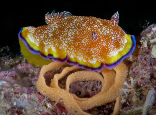 Goniobranchus albopunctatus: with egg mass