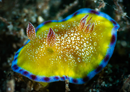 Goniobranchus albopunctatus: young, about 8 mm