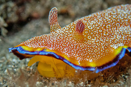 Goniobranchus albopunctatus: front