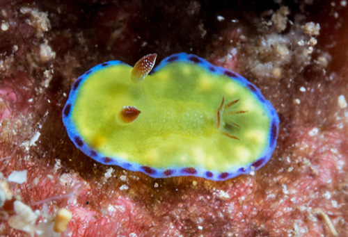 Goniobranchus albopunctatus: young, around 10 mm