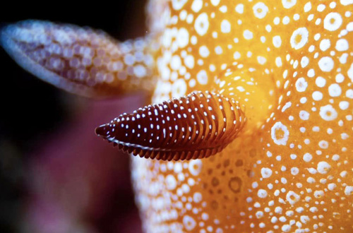 Goniobranchus albopunctatus: rhinophores, detail