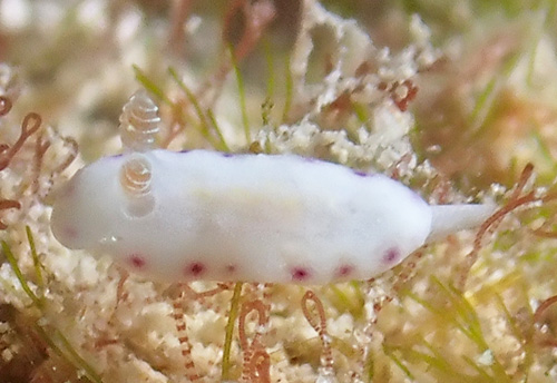 Goniobranchus albopustulosus: young, 3.3 mm