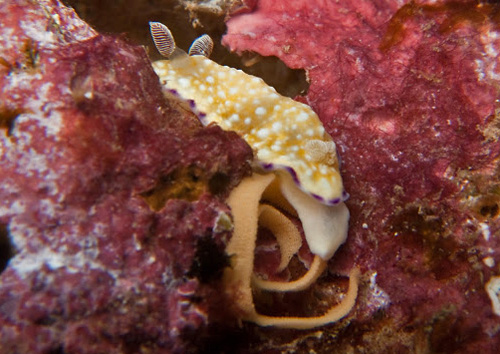 Goniobranchus albopustulosus: with egg mass