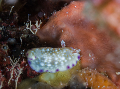 Goniobranchus albopustulosus: feeding damage