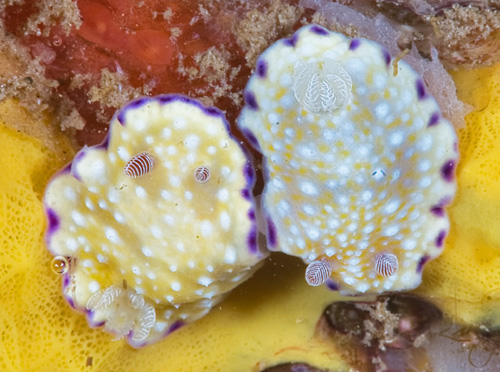 Goniobranchus albopustulosus: mating