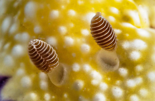 Goniobranchus albopustulosus: rhinophores