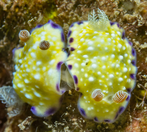 Goniobranchus albopustulosus: mating