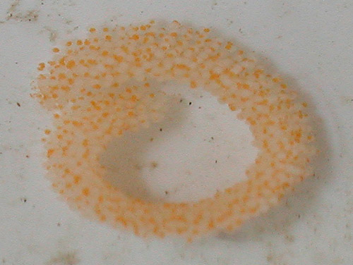 Goniobranchus decorus: egg mass