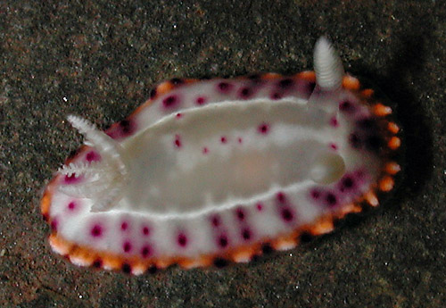 Goniobranchus decorus: few spots