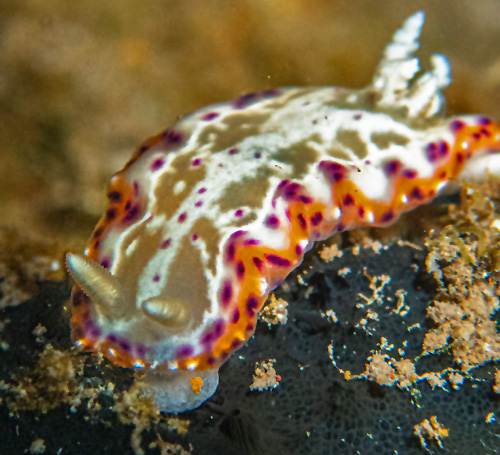 Goniobranchus decorus: feeding