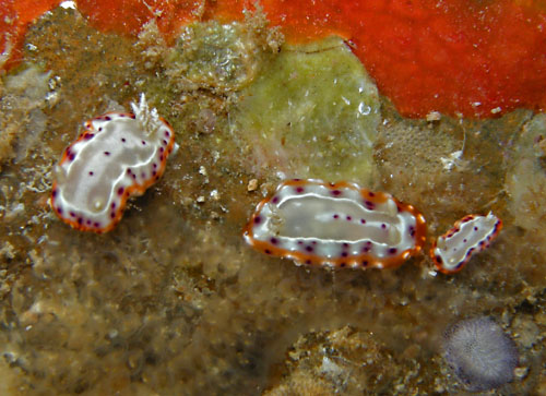 Goniobranchus decorus: cluster after feeding