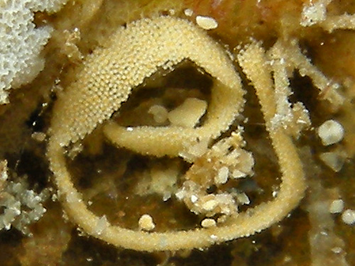 Goniobranchus decorus: egg mass in field