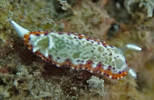 Goniobranchus decorus: many spots