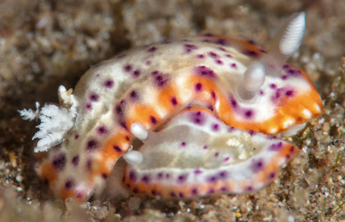 Goniobranchus decorus: mating