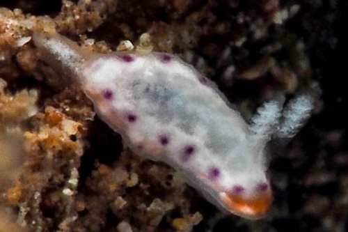 Goniobranchus decorus: young