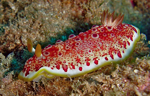 Goniobranchus sp. #1