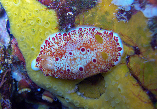 Goniobranchus sp. #1: on food sponge